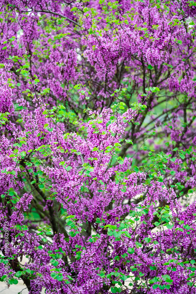 Obraz premium pink flower tree, Judas tree