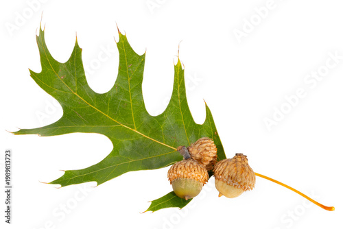 Foto Black Oak Leaf and Acorns, Quercus velutina, on white background.