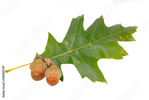 Fotografía Leaf and acorns of a black oak, Quercus velutina, on white