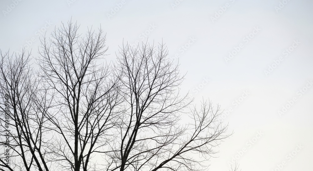 Obraz premium Bare winter tree branches against a pale sky