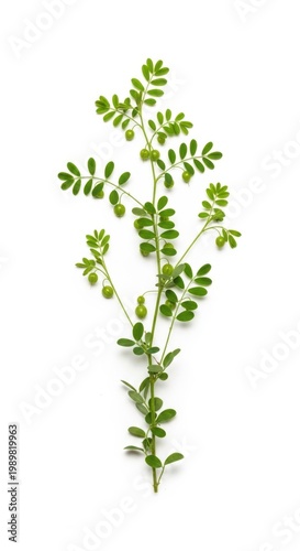 Green Phyllanthus Niruri Plant Branch with Small Fruits Isolated on White Background
