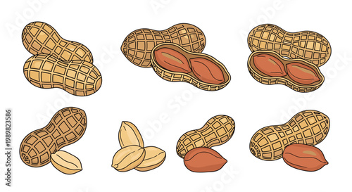 Detailed illustrations of peanuts showing whole shells, cracked shells revealing kernels, and individual peanut seeds in different configurations.