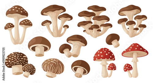 Collection of different edible and poisonous mushrooms including shiitake oyster mushrooms and red fly agaric on a white background.
