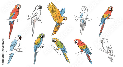 Group of colorful macaw parrot illustrations perched on branches in diverse poses, featuring vibrant feathers and detailed line work.