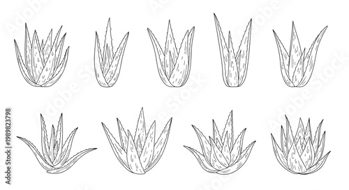 Set of various aloe vera plant illustrations showing different growth stages and leaf arrangements in a detailed line art style.