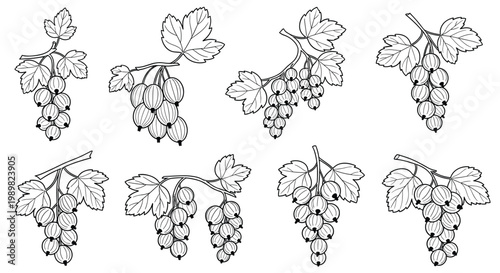 Detailed line art collection of currant berry clusters with leaves on branches for gardening guides or coloring book pages.
