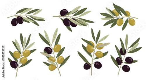 Collection of olive branches with various types of black and green olives and foliage for oil packaging and mediterranean cuisine designs.