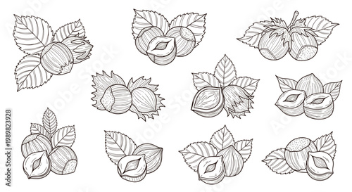 Detailed line art set of hazelnut clusters with leaves and kernels in shells for botanical illustrations and product packaging.