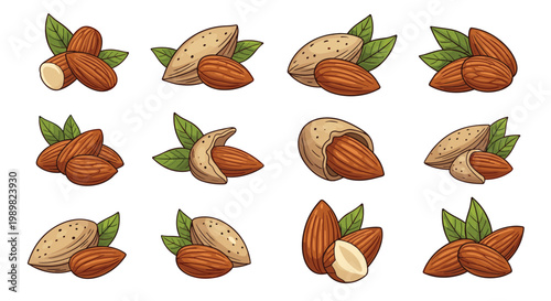 Detailed colored line art of almond nuts and leaves in different compositions showing shells and whole kernels for food labels.