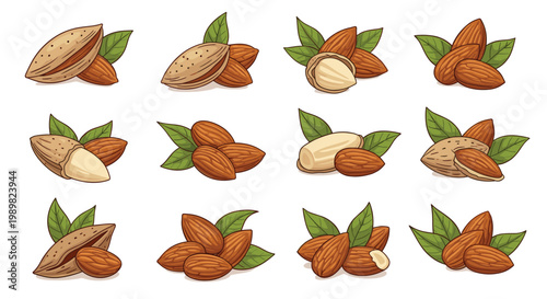 Set of almond nuts with green leaves showing whole shells and shelled kernels in a detailed colored line art style for snack labels.