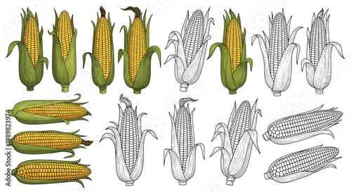 Collection of corn cobs in various styles including realistic color, line art, and black and white outlines for food packaging.