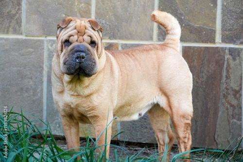 Cuadro en lienzo Shar Pei puppy sitting in the grass. Dog in the garden