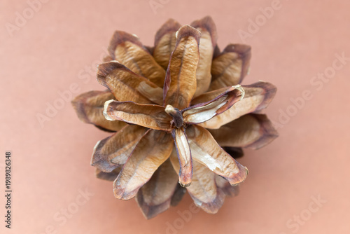 Pine cone close-up on a brown background