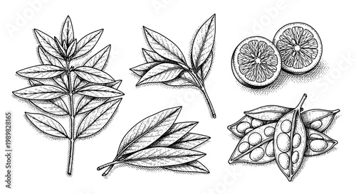 Flower leaf botanical line art set with citrus slices and seed pods, vintage engraving style for labels, stickers, and posters