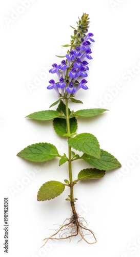 Scutellaria Baicalensis Plant Flower Root Isolated White Background