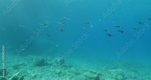 squid  underwater  calamari drifting and swimming underwater close and slow ocean scenery animal cephalopod : Decapodiformes loligo vulgaris