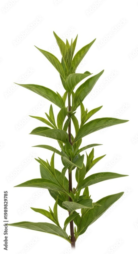 Fototapeta premium Fresh Green Mint Plant Stem Leaves Isolated on White Background, Herb Plant