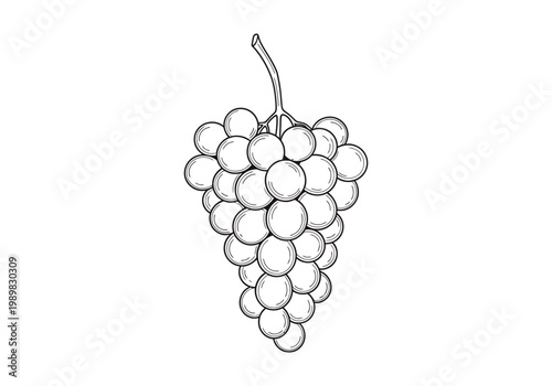 Vintage sketch of grapes a hand drawn botanical illustration
