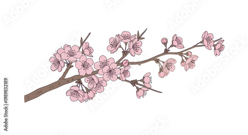 Pink Cherry Blossom Flower Branch.