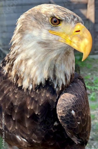 Bald Eagle Looking Around Alertly

