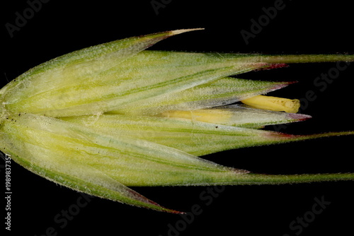 Rye (Secale cereale). Flowering Spikelet Detail Closeup