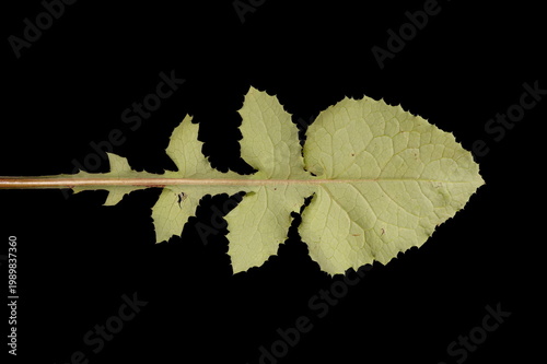 Fényképezés Smooth Sow-Thistle (Sonchus oleraceus). Basal Leaf Closeup