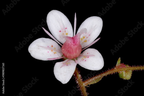 London Pride (Saxifraga x urbium). Flower Closeup