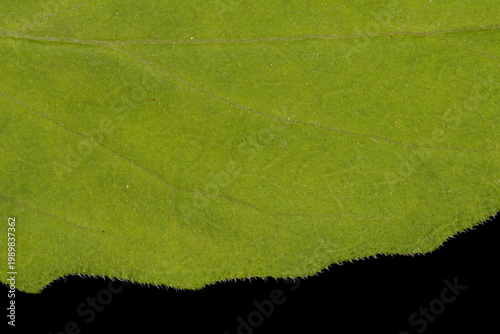 Foto Persian Cornflower (Psephellus dealbatus). Leaf Detail Closeup
