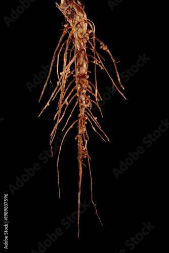 Broad Bean (Vicia faba). Root Closeup