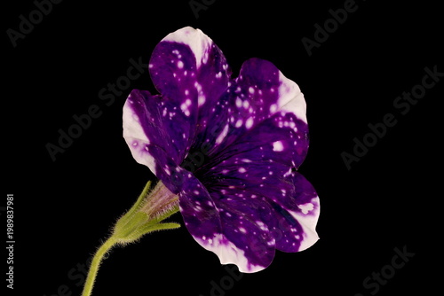 Petunia (Petunia x atkinsiana). Flower Closeup
