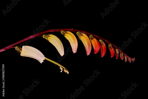Fotografie Fire Vine (Ipomoea lobata). Inflorescence Branch Closeup