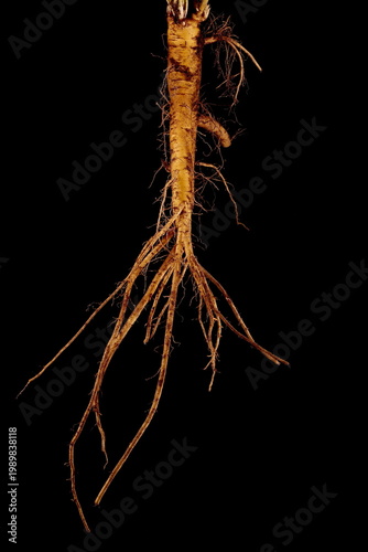 Marsh Mallow (Althaea officinalis). Root Closeup