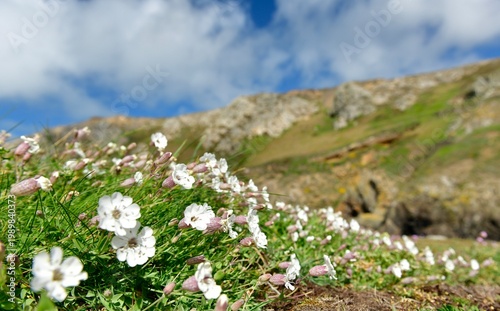 Le Pulec, Jersey, U.K. Coastal Sea Campion wildflowers.