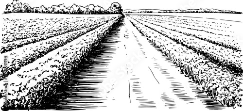 Black and white of a vast agricultural field with rows of crops stretching to the horizon