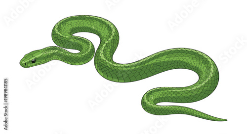 Vibrant green snake coiled elegantly, showcasing its smooth scales and alert head, presented as a detailed illustration on white.