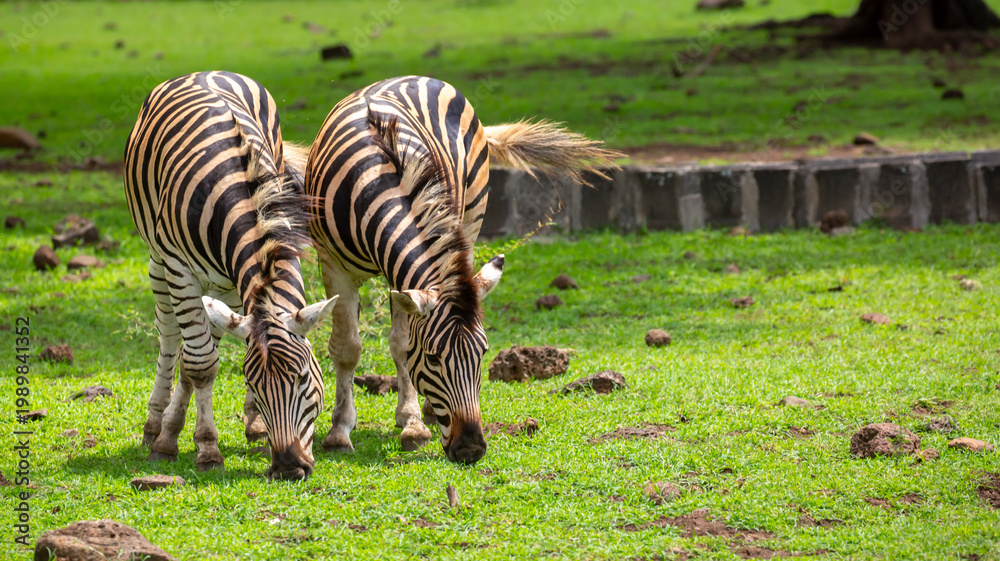 Fototapeta premium Zebras walking in a green meadow and eating grass. African zebras in the savannah. Wild animals in their natural habitat.