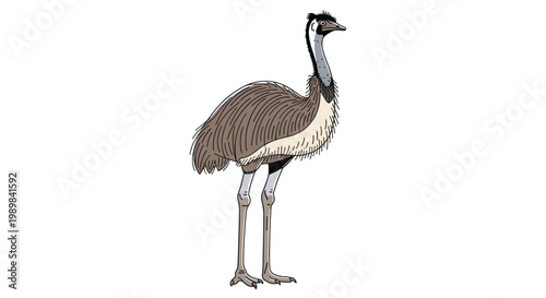 Tall emu, Australia's second-largest bird, standing gracefully, depicted with its characteristic feathers and long legs on a white background.