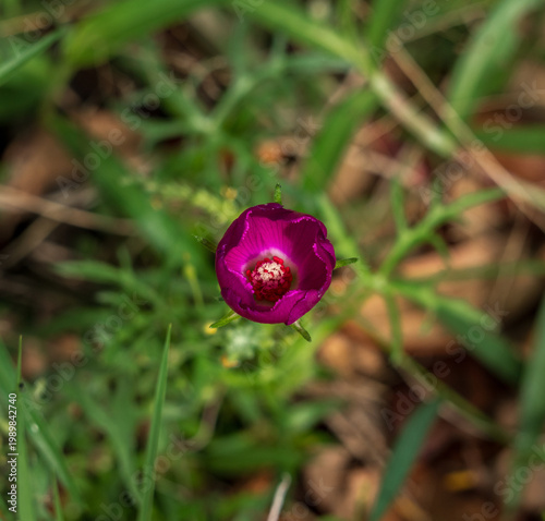 Close-up of a Winecup flower, Callirhoe involucrata, in its natural habitat in Llano, Texas Hill Country. Purple Poppy Mallow on the ground