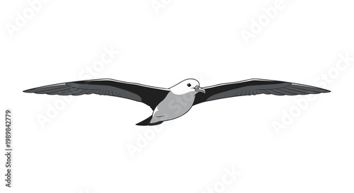 Graceful fulmar bird in flight with wide-spread wings, showcasing its grey and white plumage, depicted in a simple illustration on white.