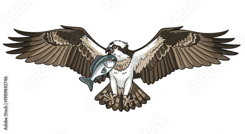 Majestic osprey, a fish-eating raptor, soaring with widespread wings and carrying a fish in its talons, on a white background.
