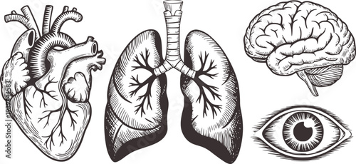 Vintage Engraved Human Organs Heart Lungs Brain Eye Isolated White