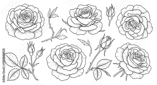 Rose flowers sketch botanical line art set with delicate petals, leaves, buds and ornamental stems for greeting cards and prints