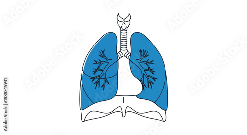Human Lungs Respiratory System Medical Anatomy Illustration