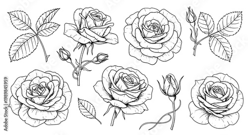 Rose flowers line art set with detailed petals and leaves for elegant vintage botanical designs and tattoo inspiration