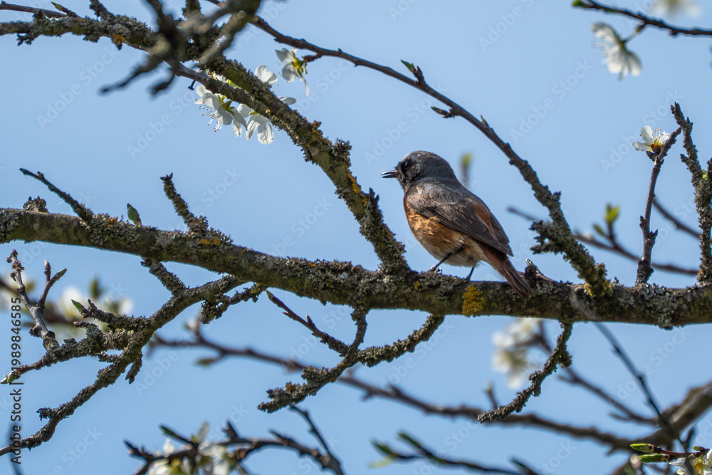 Fototapeta premium A common redstart Phoenicurus phoenicurus sits calmly on a branch surrounded by blossoms. The bird is captured in a peaceful spring scene.