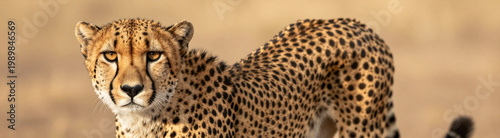 portrait powerful cheetah warm golden light highlighting sleek muscular physique intense piercing eyes