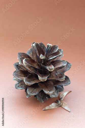 pine cone on brown background