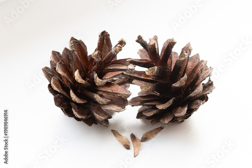 pine cone on white background