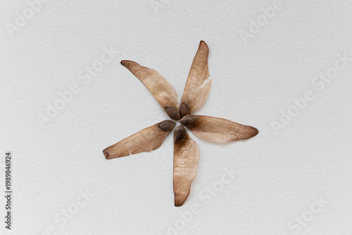 fenugreek seeds on a white background close-up