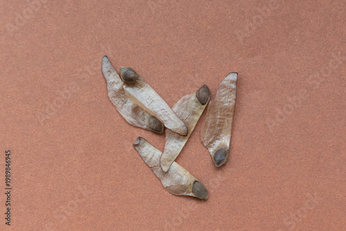 fenugreek seeds on a brown background close-up